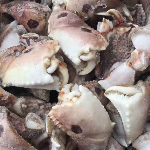 连云港蟹钳蟹腿面包蟹钳子元宝蟹钳海洋蟹腿新鲜海鲜批发蟹脚捞汁麻辣海