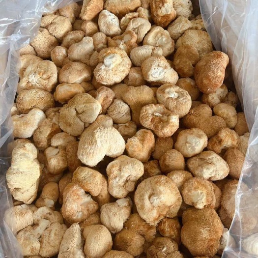 佛山猴头菇 展会 地摊 电商 长白山猴头菇干 干猴头菇 蘑菇