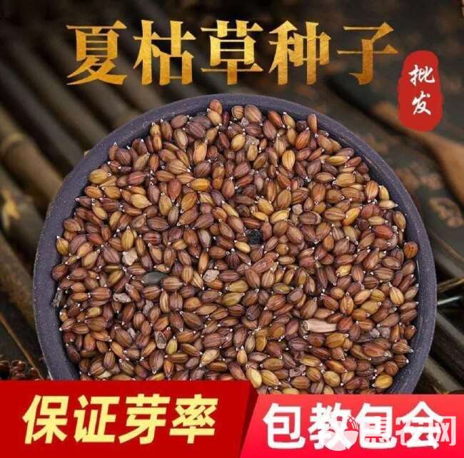 【人工净选】过风筛，甄选大穗头里籽，出芽率杠杠滴，送种植材料