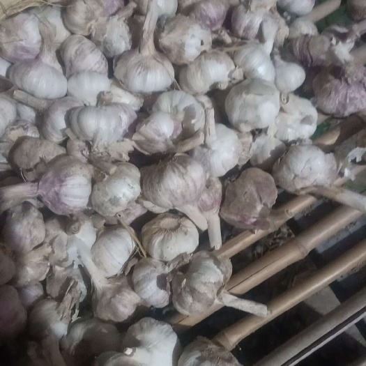 邳州市混级大蒜，精品蒜。