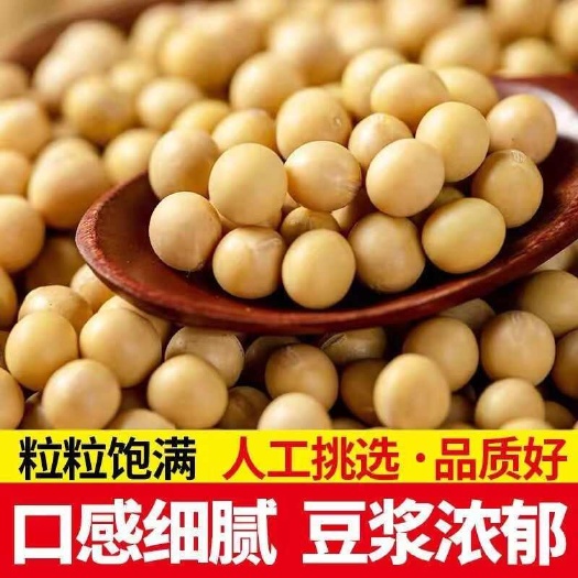 精品黄豆