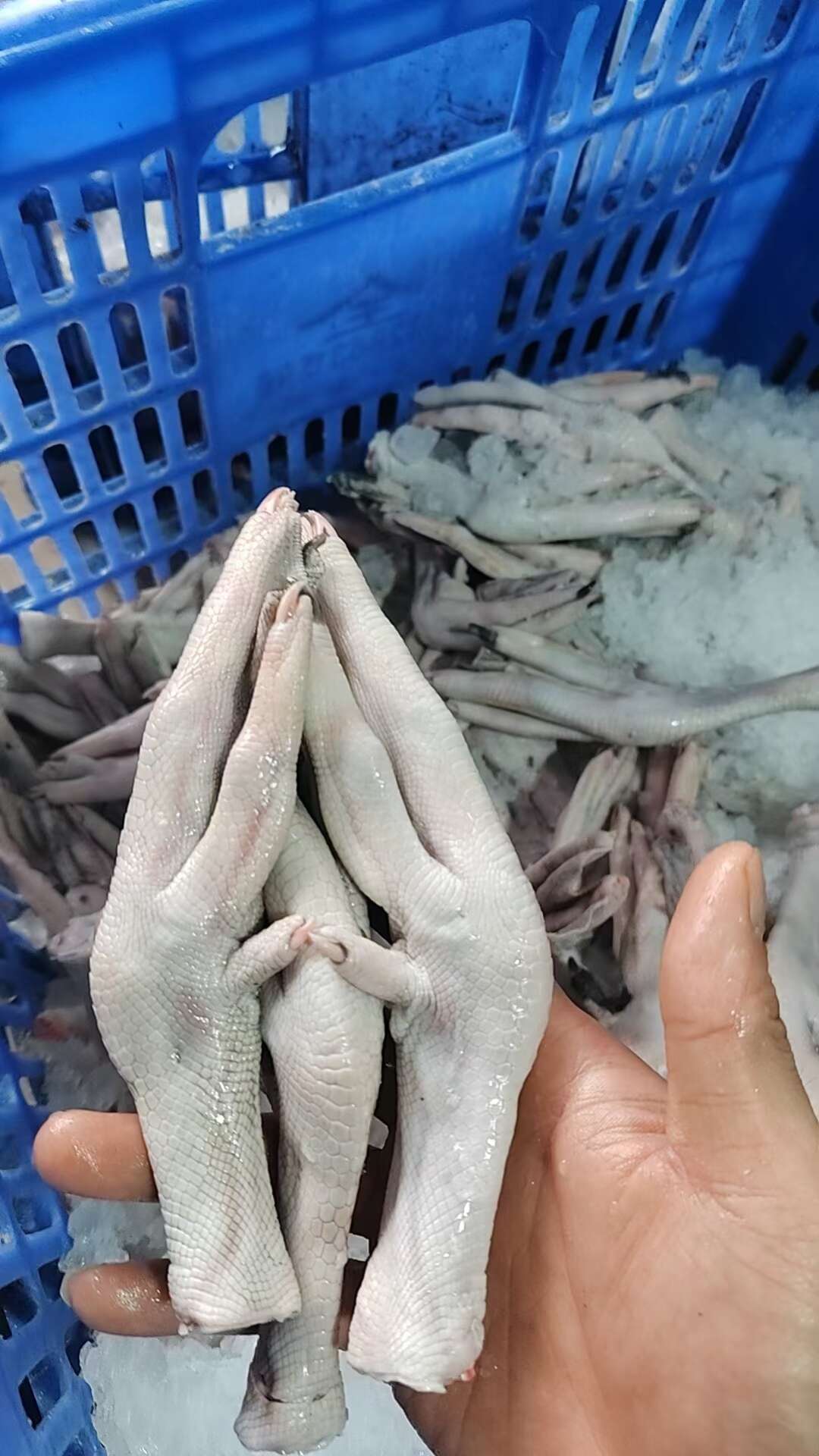 黑棕鹅掌翅