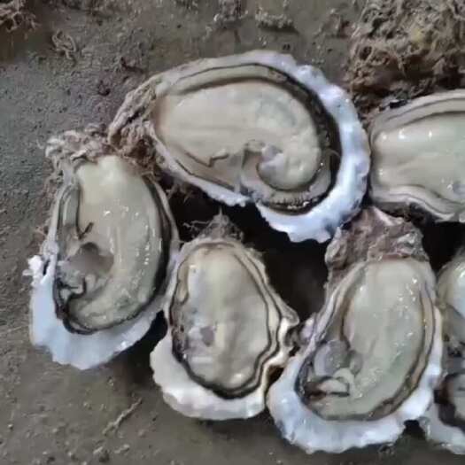诏安县福建生蚝，一手货源，鲜度饱满