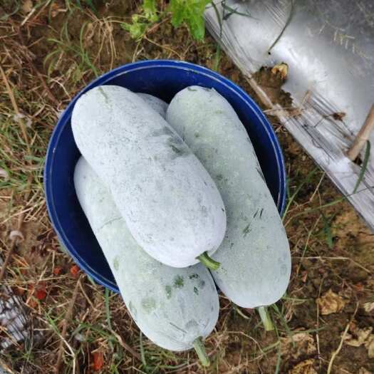 百色白皮小冬瓜