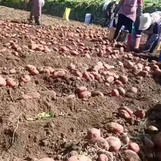 土豆
