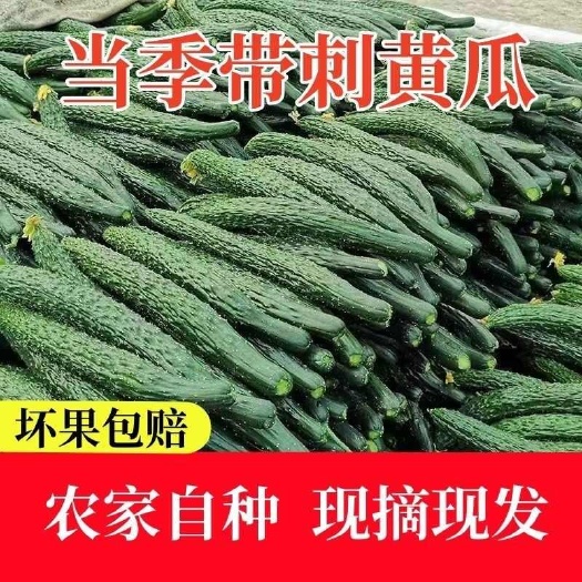 睢县密刺，青瓤，黑亮条黄瓜