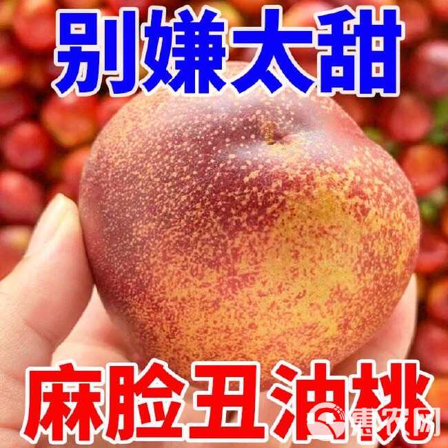 【超甜】麻脸黄心油桃桃子新鲜应季水果现摘脆桃整箱批发