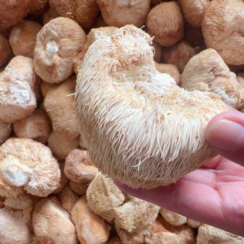 猴头菇 展会 地摊 电商 长白山猴头菇干 干猴头菇 蘑菇