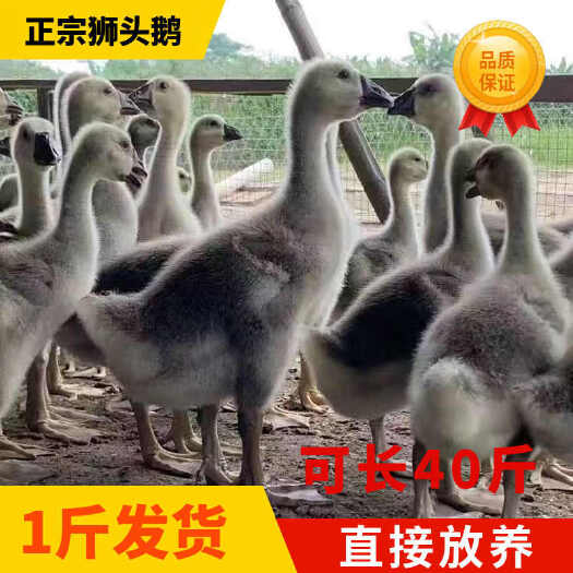 南宁一斤狮头鹅特大种活苗正宗产蛋纯种潮汕头狮子鹅大鹅活鹅小鹅脱温