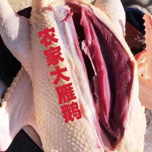 松原现杀新鲜鹅肉雁鹅 整只鹅散养鹅农家老鹅大白鹅雁鹅肉鹅