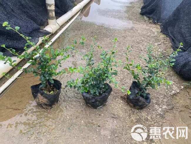 福建茶绿化苗，造型盆栽