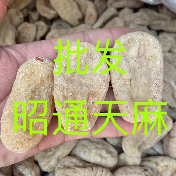 天麻 昭通天麻 云南昭通天麻