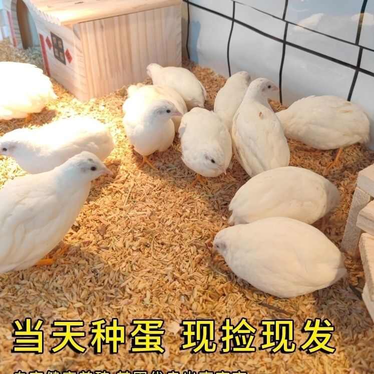 芦丁鸡蛋可孵化受精种蛋网红鸡迷你鸡阳台鸡宠物鸡蛋阳台小鸡包邮