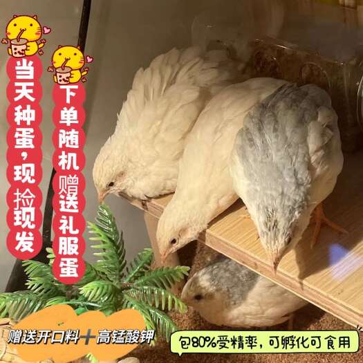 上饶芦丁鸡种蛋网红鸡迷你鸡可孵化受精种蛋宠物鸡蛋阳台小鸡迷你鸡蛋
