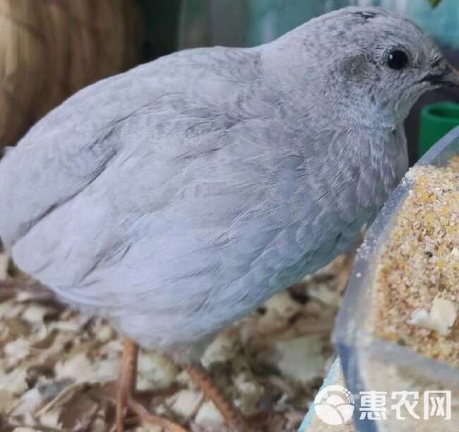 芦丁鸡种蛋网红鸡迷你鸡可孵化受精种蛋宠物鸡蛋阳台小鸡迷你鸡蛋