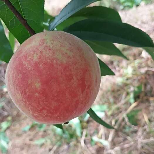 眉山毛桃突围