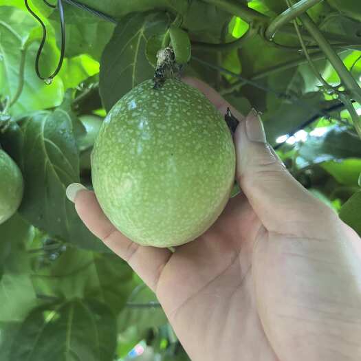遂溪县钦蜜九号百香果，黄金百香果，大量上市