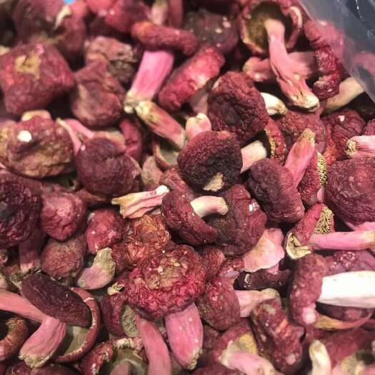 广西梧州藤县象棋野生红菇精品