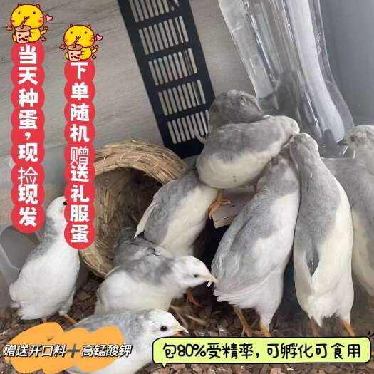 上饶芦丁鸡蛋宠物鸡可孵化受精种蛋阳台鸡迷你鸡网红鸡蛋包邮德系礼服