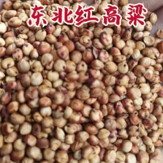 临沂东北红高粱大颗粒货好价低出酒率高欢迎询价