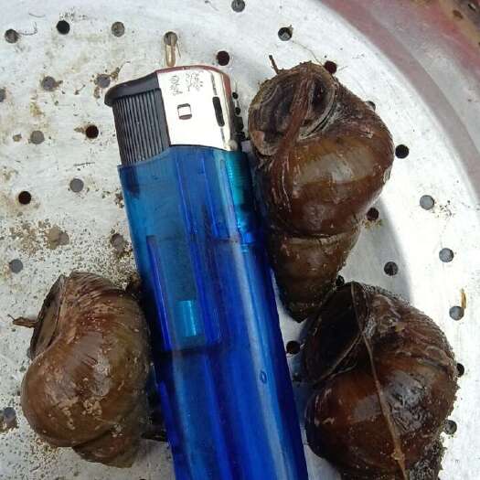 宿迁清皮石螺