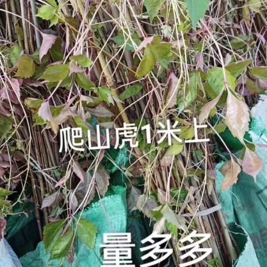 漳浦县爬山虎