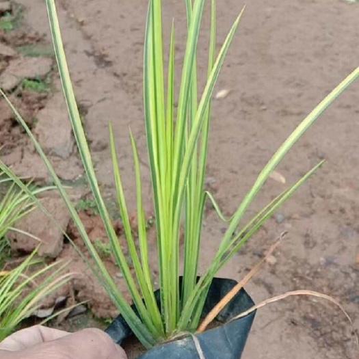 漳浦县金叶石菖蒲
