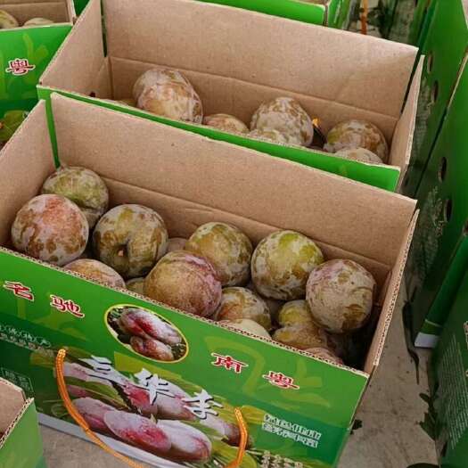 翁源县三华李