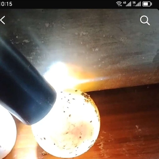 合浦县珍珠鳖受精蛋红单