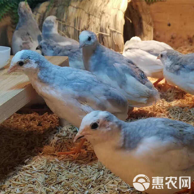 芦丁鸡种蛋网红鸡迷你鸡可孵化受精种蛋宠物鸡蛋阳台小鸡迷你鸡蛋