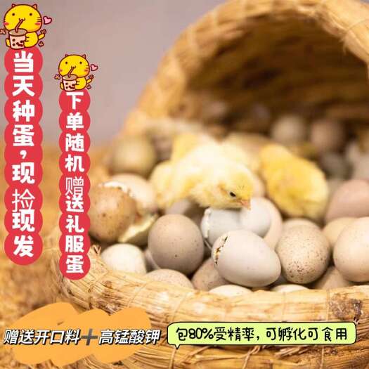 上饶芦丁鸡蛋可孵化受精种蛋网红鸡迷你鸡阳台鸡宠物鸡蛋阳台小鸡包邮