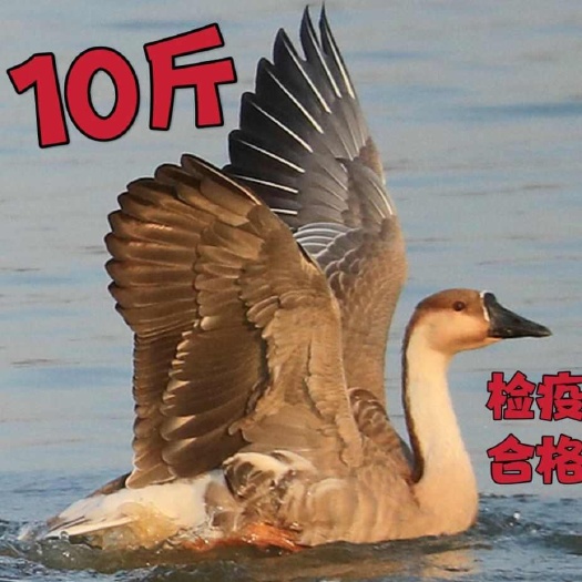 松原现杀新鲜鹅肉雁鹅 整只鹅散养鹅农家老鹅大白鹅雁鹅非三花鹅