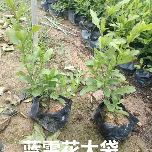 漳浦县蓝雪花