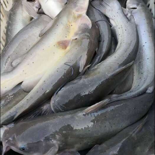 濮阳优质清江（鮰鱼）鱼，塘口现货清江鱼水质好肉质鲜美量大从优