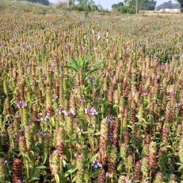 【人工净选】过风筛，甄选大穗头里籽，出芽率杠杠滴，送种植材料