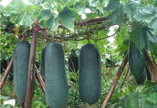 吉林市冬瓜预售