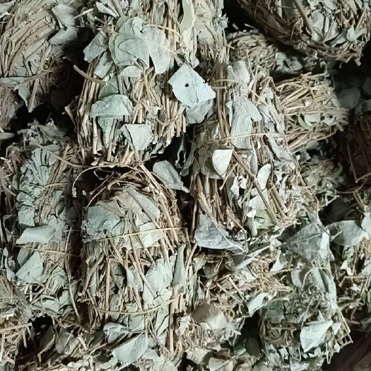 清远金钱草