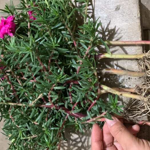 正阳县太阳花