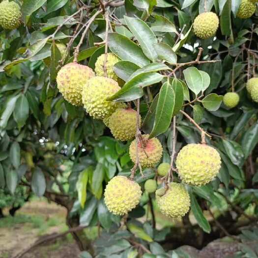 惠来县自己果园种植桂味寻找收购商