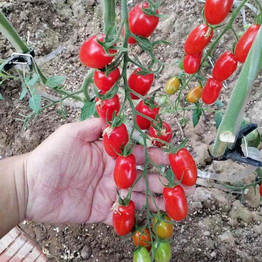 寿光市红圣女果苗红花生圣女果苗红花生番茄苗红花生西红柿苗