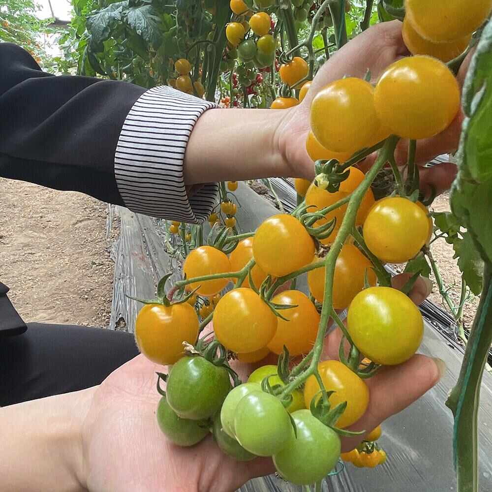 小黄番茄苗小黄西红柿苗小黄圣女果苗小黄金色番茄苗