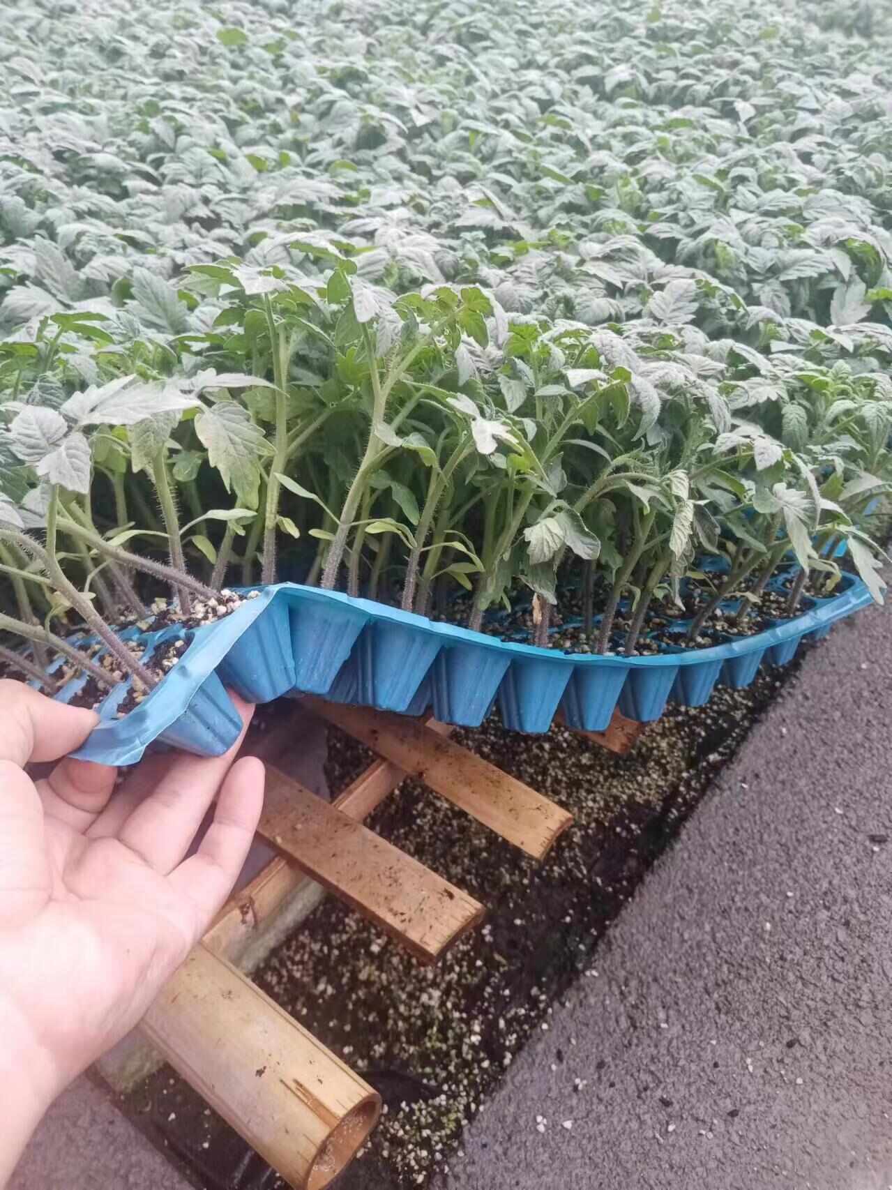 小黄番茄苗小黄西红柿苗小黄圣女果苗小黄金色番茄苗