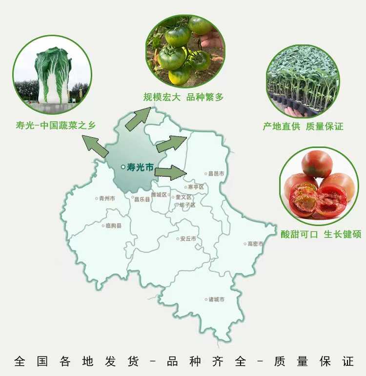 小黄番茄苗小黄西红柿苗小黄圣女果苗小黄金色番茄苗
