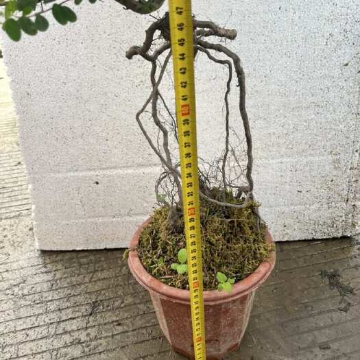 桂林铁包金，七年杯苗，地苗