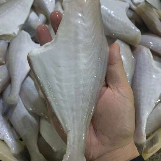 北海北海马面鱼蚝儿鱼剥皮鱼扒皮鱼酒店商超市场批发
