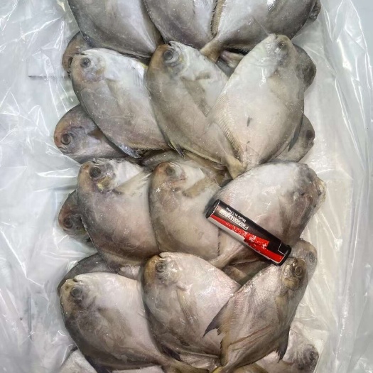 上海小鲳鱼