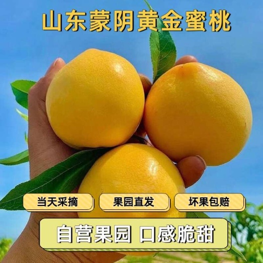 黄金油桃自家果园自营 蒙阴原产地 当天采摘现发 采摘期60天