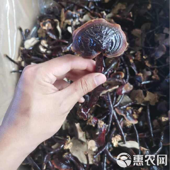 竹灵芝 金边竹灵芝不苦的紫灵芝山东灵芝基地