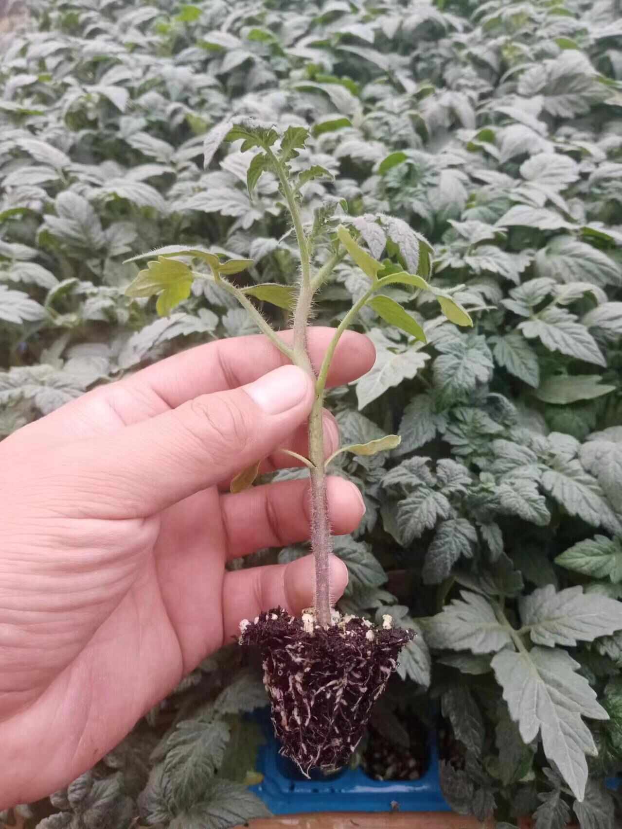 小黄番茄苗小黄西红柿苗小黄圣女果苗小黄金色番茄苗