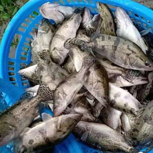 濮阳鳜鱼，养殖基地直发，水质好肉质鲜美，货源稳定，价格低